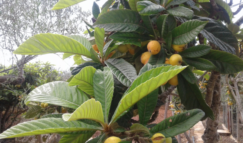 La Mimosa